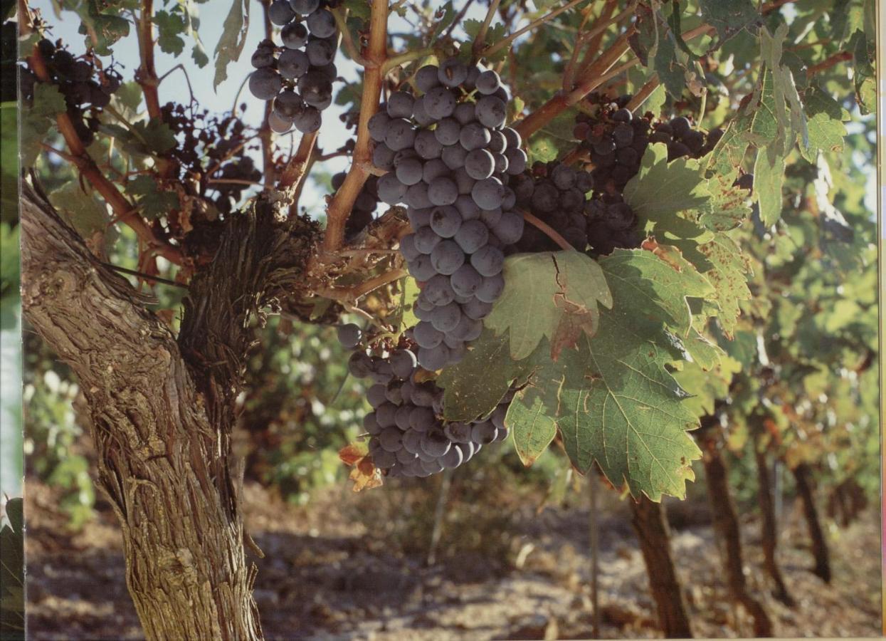 Alojamiento Rural Pueblo De La Ribera Peñafiel Εξωτερικό φωτογραφία